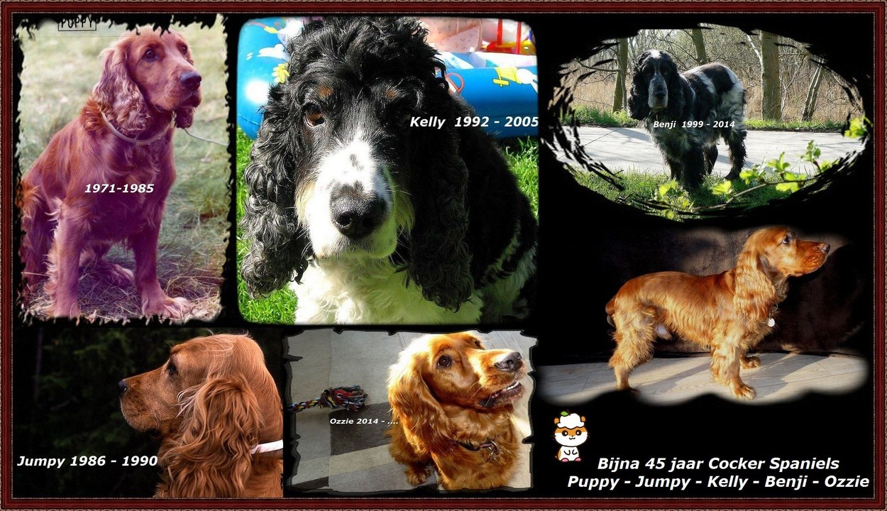 Cocker Spaniels - 47 jaar historie - fotocollage / Spijkenisse 2018