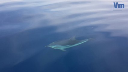 Dauphins au large de Fréjus