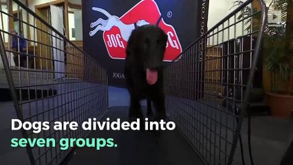 The Westminster Kennel Club Dog Show: All You Need to Know