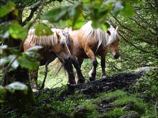 Chevaux pyrénéens