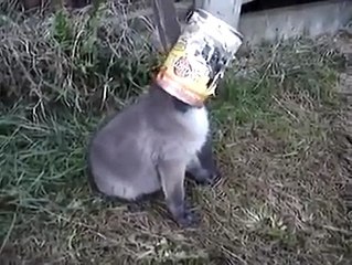 Salva la vita a una Volpetta! Guardate che reazione tenerissima!