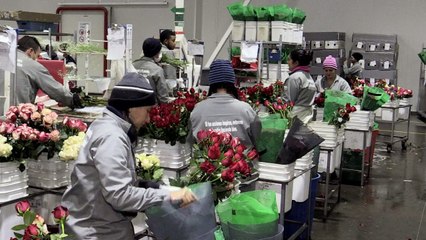 Blumen für die Welt: Rosige Zeiten für Saisonkräfte in Kolumbien