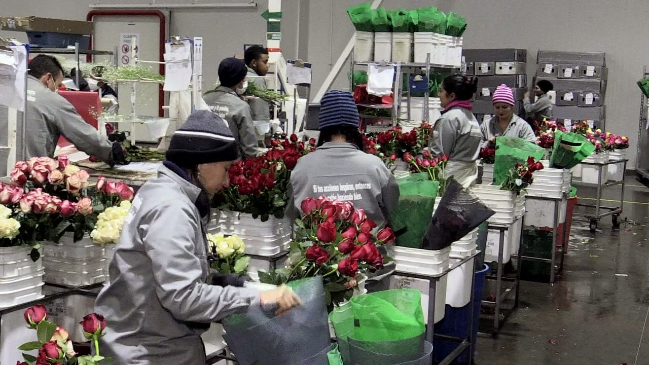 Blumen für die Welt: Rosige Zeiten für Saisonkräfte in Kolumbien