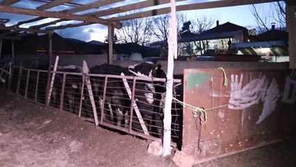 İneğin Kafa Darbeleri Öldürdü