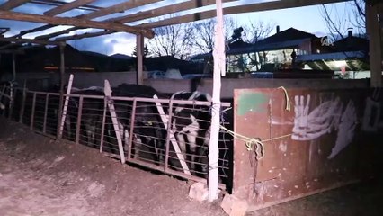 İneğin kafa darbeleri öldürdü - BURDUR