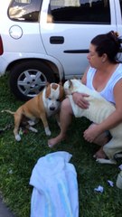 Pit-Bulls Love Each Other