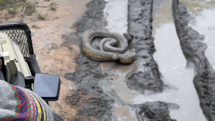 Quand un énorme python bloque la route... Demi tour direct