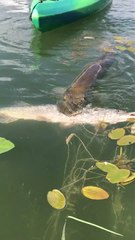 Un brochet qui emporte un autre brochet aussi gros que lui... Affamé le poisson