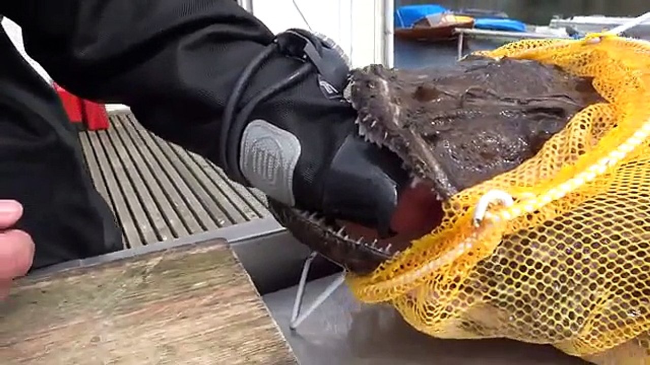 Ce pecheur se retrouve la main coincé dans la gueule d'un gros poisson