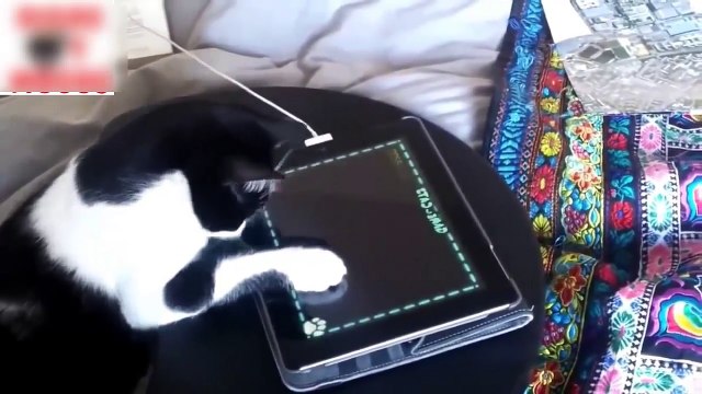 Los Videos De Gatos Mas Chistosos Jugando Con El pad Para Morirse De La Risa