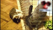 Los Videos De Gatos Más Graciosos Y Divertidos Del NO TE LO PUEDES PERDER