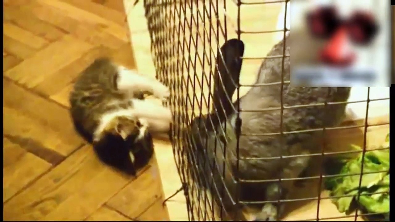 Los Videos De Gatos Más Graciosos Y Divertidos...