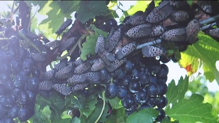 Pennsylvania Given $17.5 Mil. Federal Grant to Fight Invasive Bug