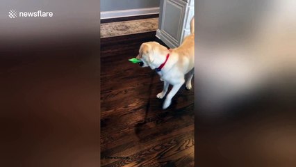 Dog sweeps up his own fur with a Swiffer