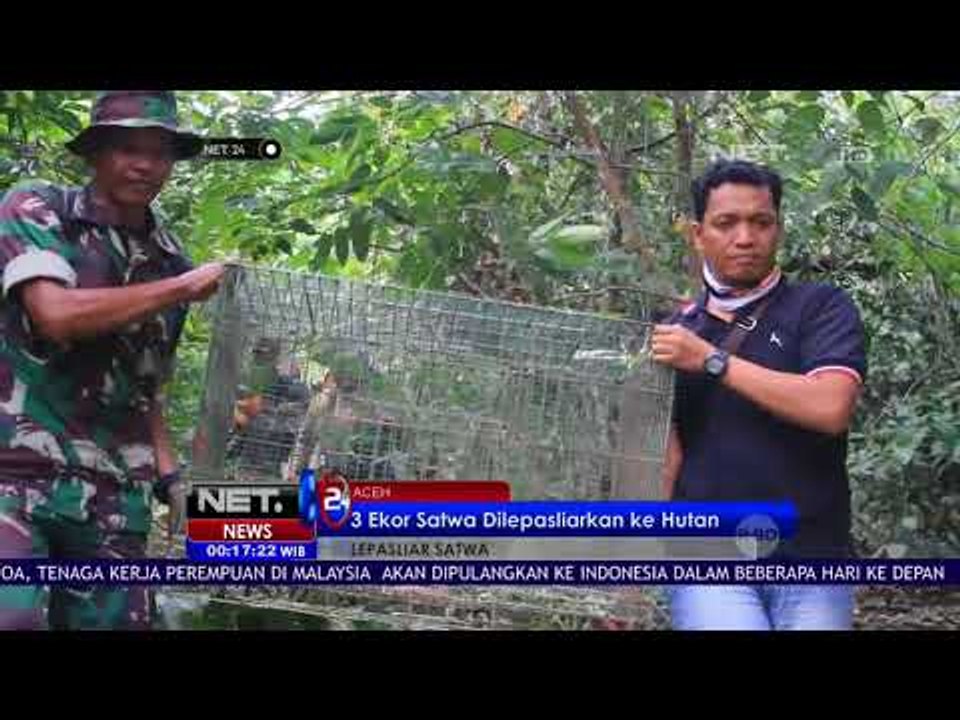 3 Ekor Satwa Dilepasliarkan ke Hutan di Aceh - NET 24