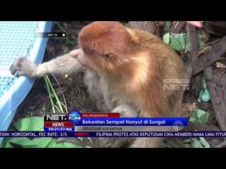 Dilepas Liarnya Monyet Bekantang Hidung Panjang - NET 24