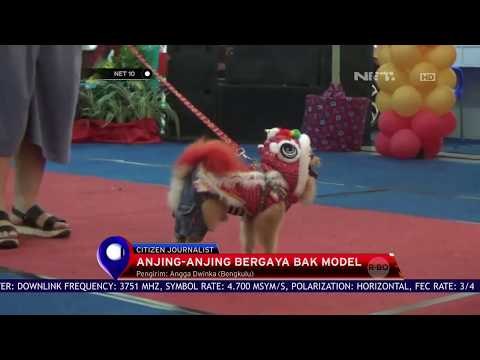 Anjing anjing Bergaya Bak Model - NET 10