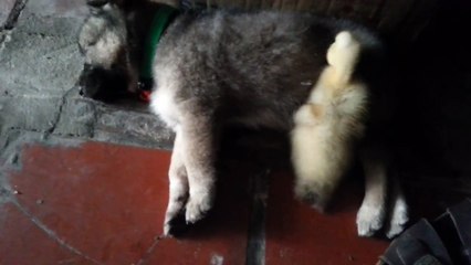 Puppy meets a duckling for the first time