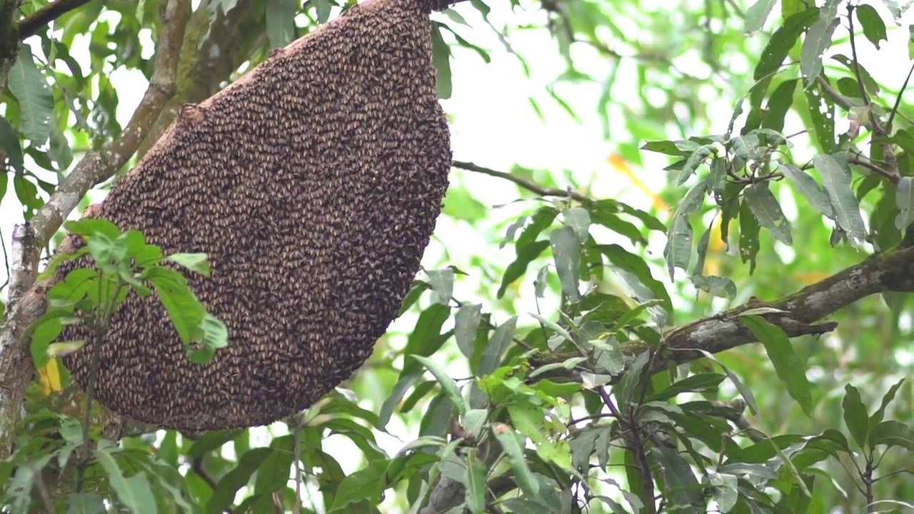 Primitive Technology- Giant honeycomb in the forest vs drink honey there - Wilderness Technology
