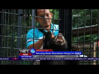 Beruang Madu Diserahkan Warga Ke BKSDA - NET 10