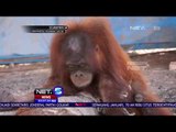 Penyelamatan Satwa Orang Utan - NET 5