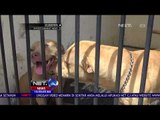 Pemilik Anjing YAng Serang Warga Ditetapkan Jadi Tersangka - NET 10