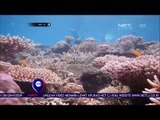 Menikmati Keindahan Alam Bawah Laut Morela - NET 12