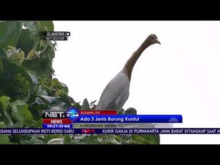 Pesona Ribuan Burung Kuntul - NET 24