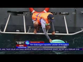 Tim Gabungan Lepasliar Lobster Di Nusa Dua - NET 10