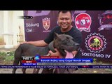 11 Komunitas Berpartisipasi dalam Ajang Turnamen Anjing Pitbull - NET24
