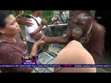 Orangutan yang Dipelihara Warga Akan Direhabilitasi - NET24