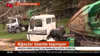 Ağaçlar taşınacak