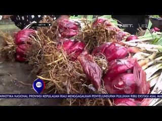 Budidaya Bawang Dayak - NET 10