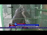 Di Serang, Banten Petugas Pelindung Satwa Amankan 3 Ekor Elang Dari Warga - NET 24