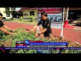 Polisi Temukan Ladang Ganja di Perbukitan - NET24