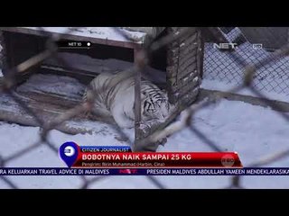 Harimau Menggemuk Saat Musim Dingin - NET 10