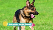 Animal Sounds | Zoo Animals | 27 Amazing Animal Sounds
