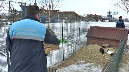 14 Şubat Sevgililer Gününde Alınan Tavşanlar Daha Sonra Barınaklara Bırakılıyor"
