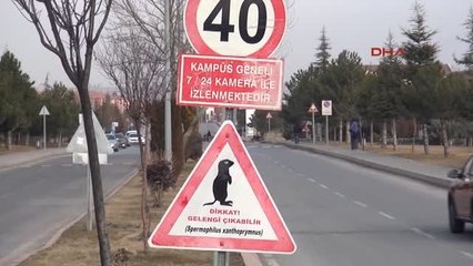 Kayseri Gelengi ve Karganın Mücadelesi Kameralara Yansıdı