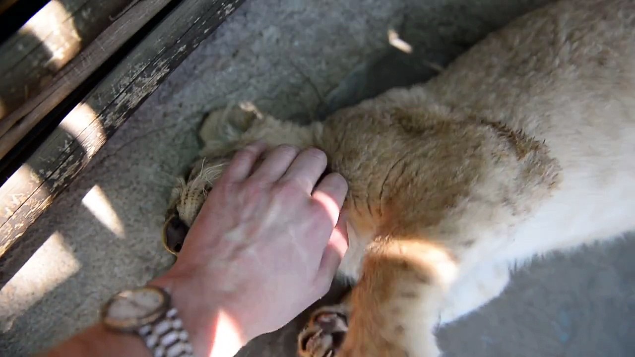 Playing_with_a_lion_cub
