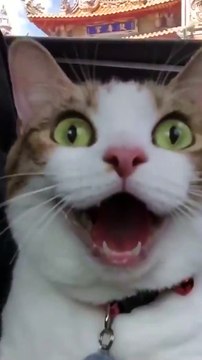 La tête du chat... Mythique!