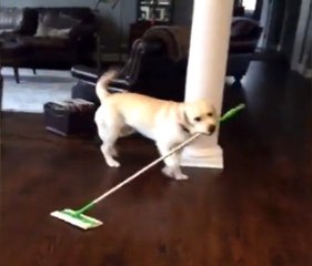 Evin Temizliği Ondan Sorulur