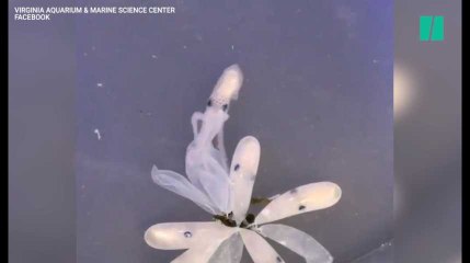 Les images de la naissance de cette pieuvre sont fascinantes