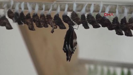 Burdur Kelebekleri Kitap Oldu-hd-1