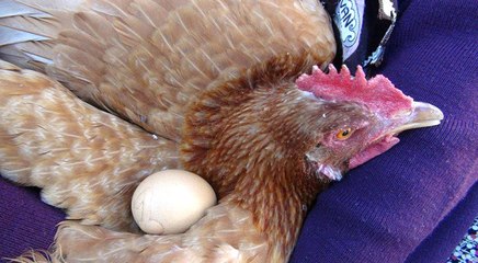 Üzerinde "1" Yazan Yumurtayı Bin Liradan Satışa Çıkardı