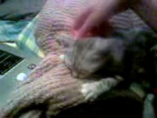 chaton qui tète un pull