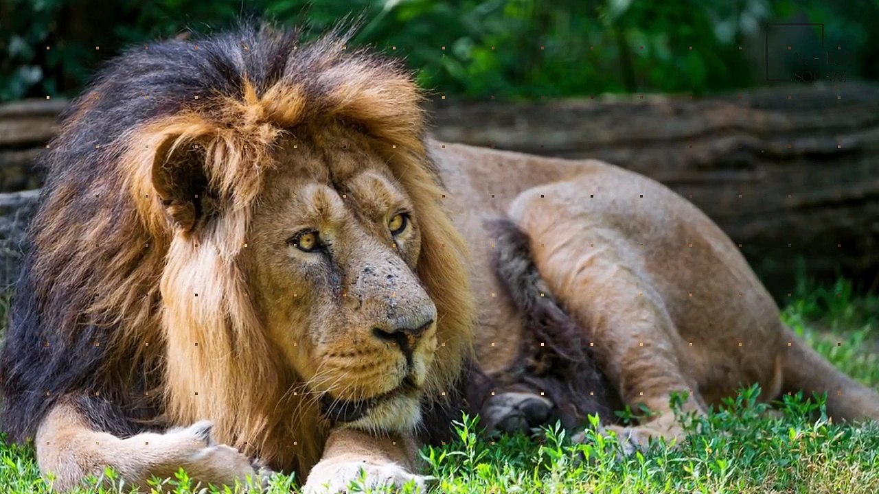 Interesting_facts_about_Asian_Lion_by_weird_square