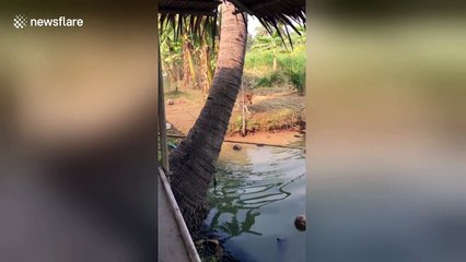 Clever puppy picks coconuts from pond and puts them in a pile