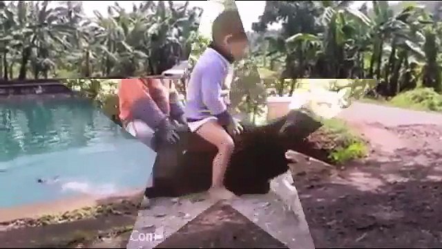 funny videos - whats app video