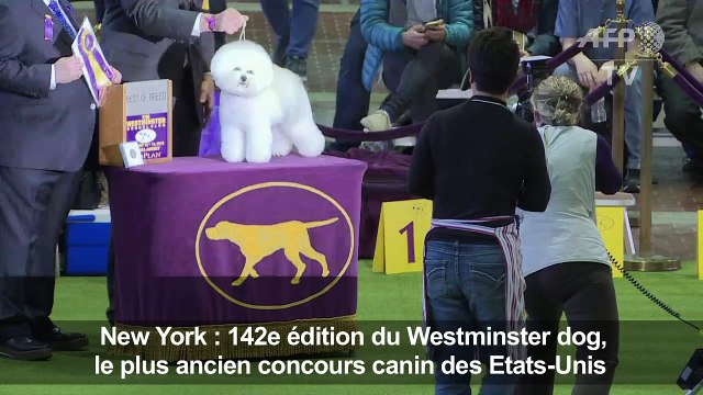 Le concours canin de New York, une affaire de professionnels